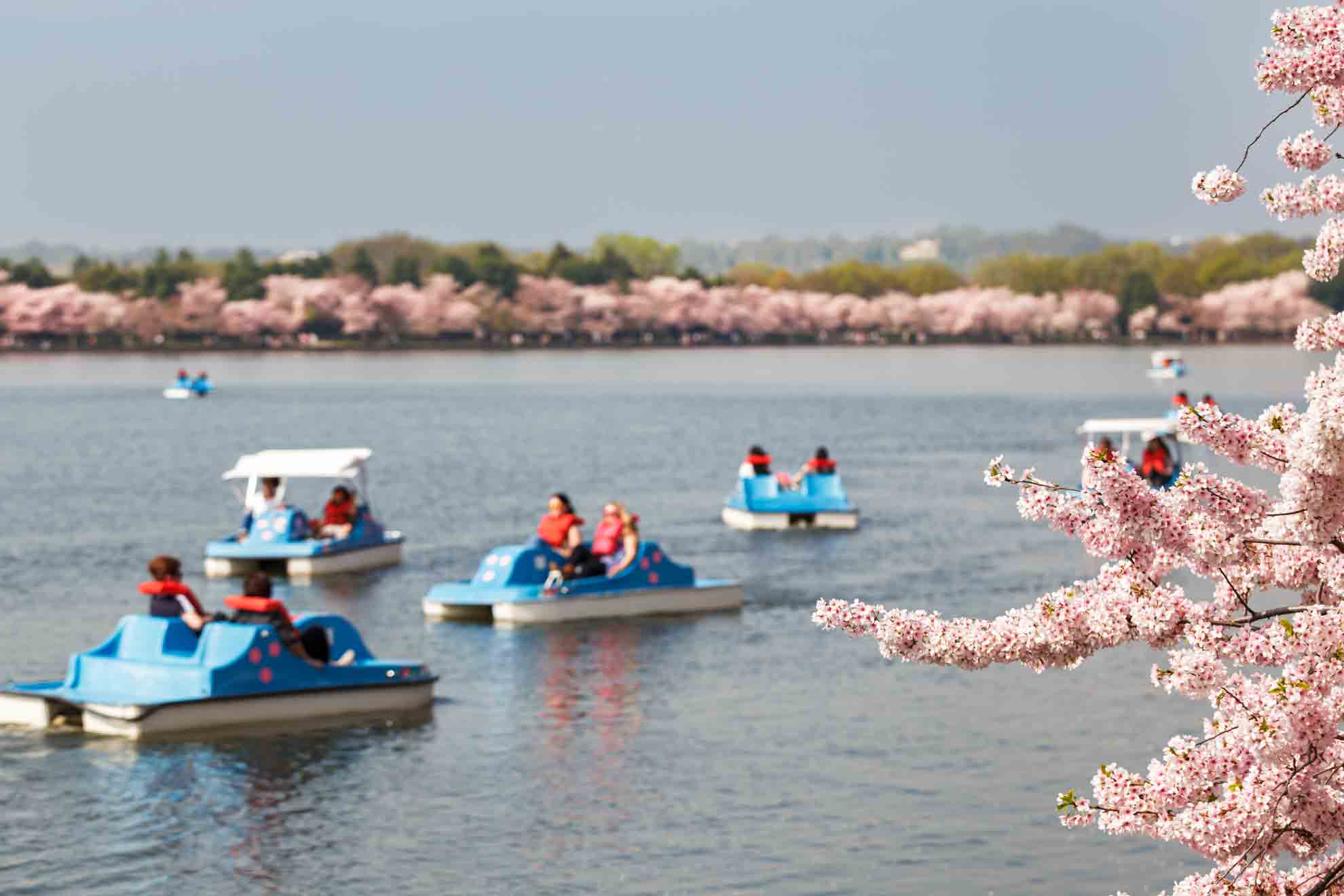 cherry blossom pedal boats